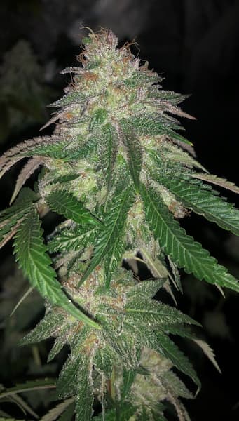 Kuntz Seed > Pheno Finder Seeds | Feminized Cannabis   |  Indica